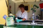 The Lemon Lady
