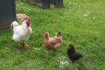 Chickens